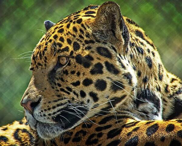 Mammal Poster featuring the photograph Jaguar Profile by David Desautel