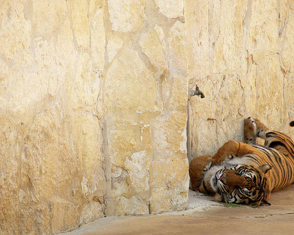 Tiger Poster featuring the photograph Just Chillin' by Melissa Southern