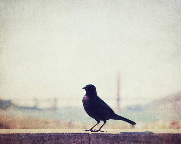 Bird Poster featuring the photograph Just Stopping By by Lupen Grainne
