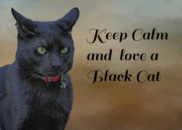 Cat Poster featuring the photograph Keep Calm by Cathy Kovarik