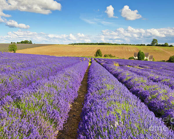 Lavender Fields Poster featuring the photograph Lavender rows at Snowshill Farm, The Cotswolds, England by Neale And Judith Clark