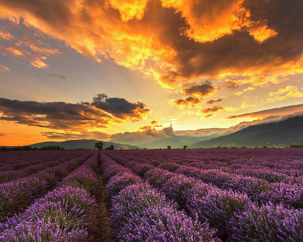 Bulgaria Poster featuring the photograph Lavender Sun by Evgeni Dinev