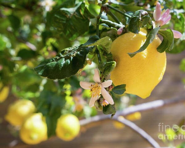 Lemon Tree Poster featuring the photograph Lemon blossoms and lovely lemon in the Mediterranean garden by Adriana Mueller