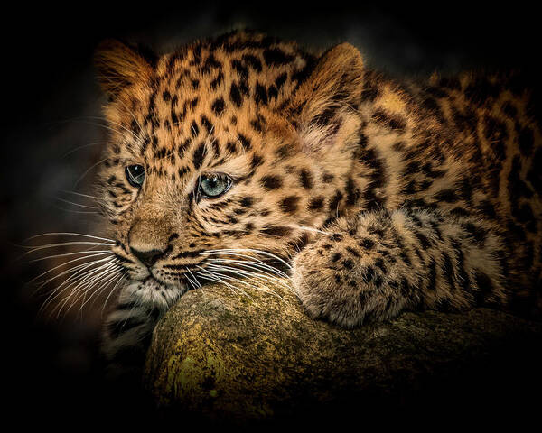 Wild Animal Poster featuring the photograph Leopard Cub by Chris Boulton