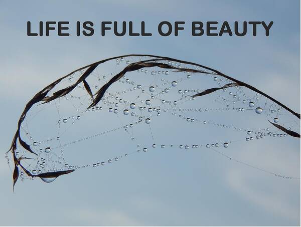 Life Is Full Of Beauty Poster featuring the photograph Life Is Full Of Beauty by Gallery Of Hope