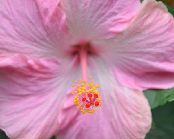 Flower Poster featuring the photograph Light Pink Hibiscus 3 by Amy Fose