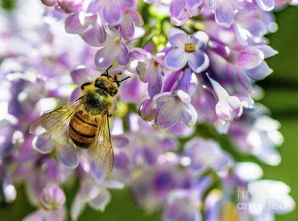 Lilac Poster featuring the photograph Lilac Bee by Darcy Dietrich