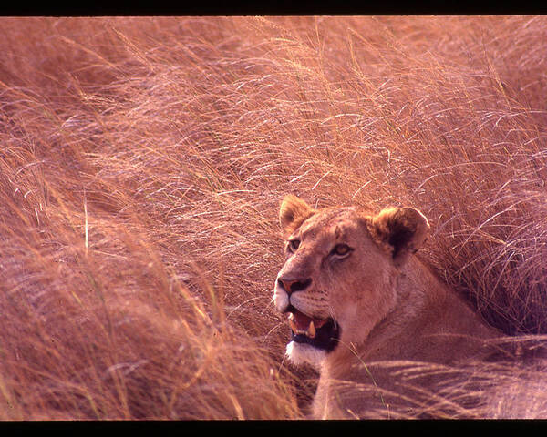 Africa Poster featuring the photograph Lioness in Tall Grass by Russ Considine