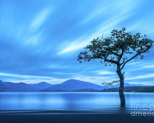 Milarrochy Bay Poster featuring the photograph Lone tree Milarrochy Bay by Janet Burdon