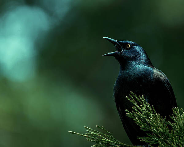 Grackle Poster featuring the photograph Lookout by Rich Kovach
