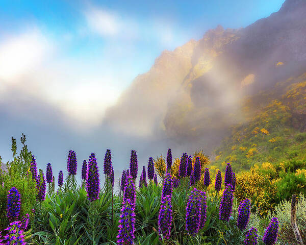 Atlantic Ocean Poster featuring the photograph Madeira by Evgeni Dinev