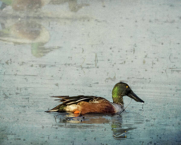 Northern Shoveler Poster featuring the photograph Male Northern Shoveler and Company by Belinda Greb