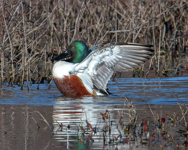 Nature Poster featuring the photograph Male Northern Shoveler Drying off after Bathing DWF0236 by Gerry Gantt