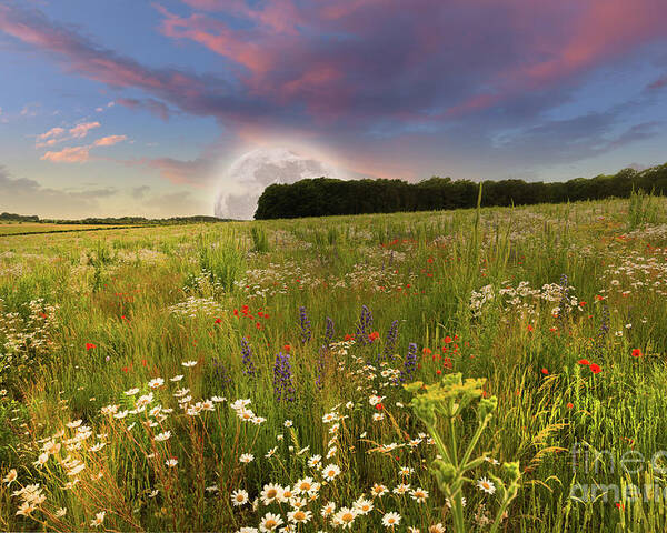 Norfolk Poster featuring the photograph Mega moon rising over flower meadow by Simon Bratt