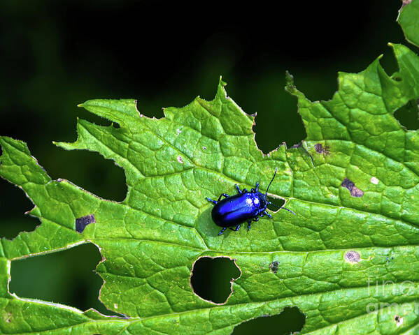 Agriculture Poster featuring the photograph Metallic Blue Leaf Beetle On Green Leaf With Holes by Andreas Berthold