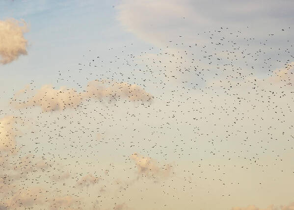 Animals Poster featuring the photograph MIgrating Birds In The Sky by Amelia Pearn