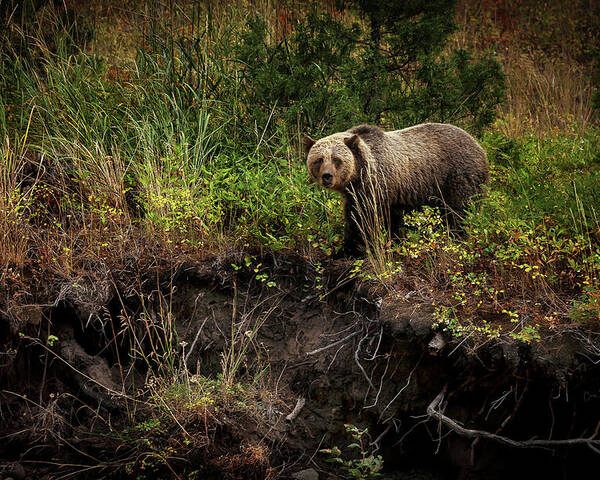 Landscape Poster featuring the photograph Moma Bear on North Fork by Craig J Satterlee