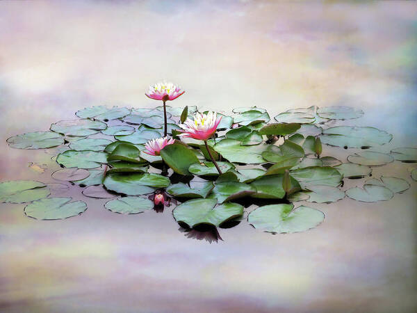Flowers Poster featuring the photograph Monet Lilies by Jessica Jenney