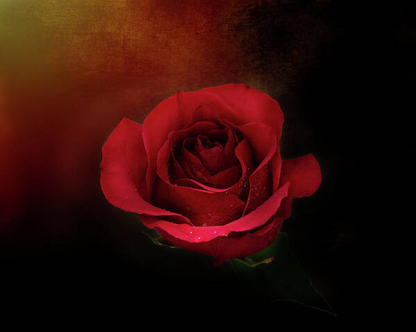Mystic Rustic Red Rose Poster featuring the photograph Mystic Rustic Red Rose by Gwen Gibson
