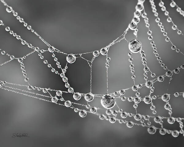Spider Web Poster featuring the photograph Natures Jewels by Shara Abel