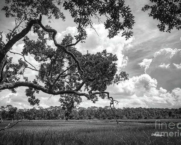 Nature Poster featuring the photograph Natures Serenity In Black and White by DB Hayes