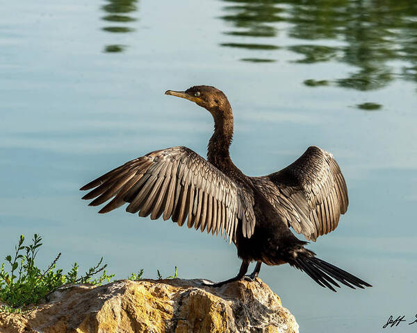 Animal Poster featuring the photograph Neotropic Cormorant with Wings Spread by Jeff Goulden
