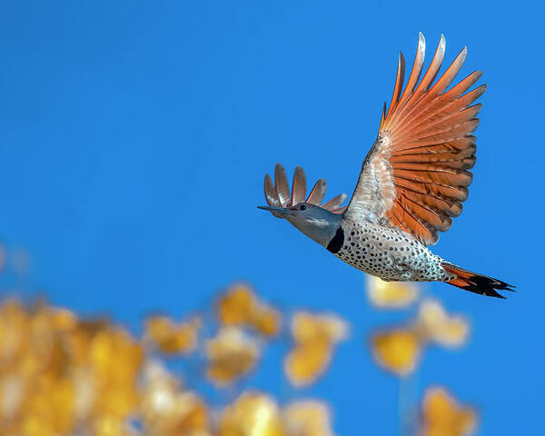 Flying Poster featuring the photograph Northern Flicker by Rick Mosher
