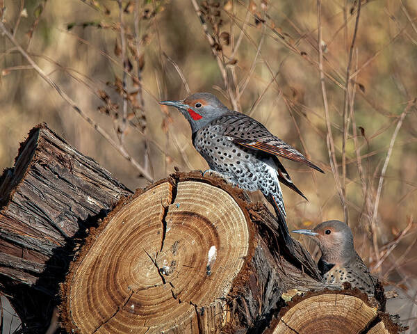 Northern Flicker Woodpecker Poster featuring the photograph Northern Flickers by Rick Mosher