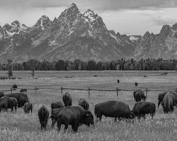 Grand Teton National Park Poster featuring the photograph On The Range by Melissa Southern