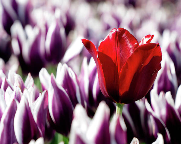 Tulip Poster featuring the photograph One Red Tulip by Rich S