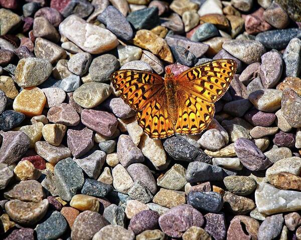 Butterflies Poster featuring the photograph Orange And Black Butterfly by David Desautel