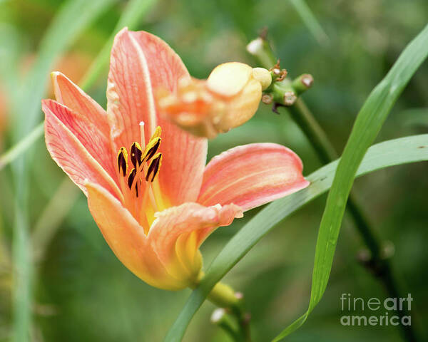 Flowers Poster featuring the photograph Orange Lily Delight by Marc Champagne