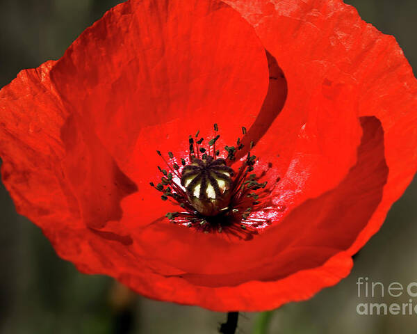 Beautiful Poster featuring the photograph Oriental summer Poppy by Stephen Melia