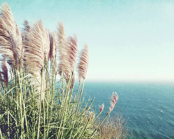 Pampas Grass Poster featuring the photograph Pacific Sea and Pampas Grass by Lupen Grainne