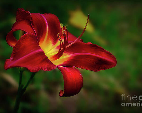 Blossom Poster featuring the photograph Passion for Red Daylily by Shelia Hunt