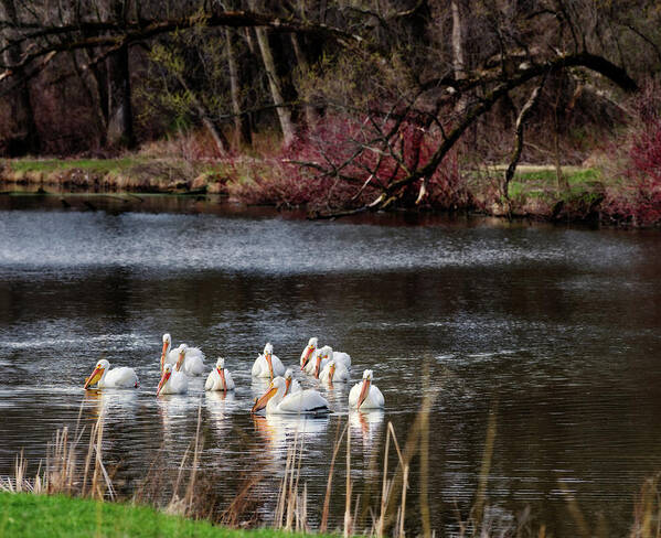 Pelicans Poster featuring the photograph Pelicans at Viking Park #1 of 7 - Stoughton Wisconsin by Peter Herman