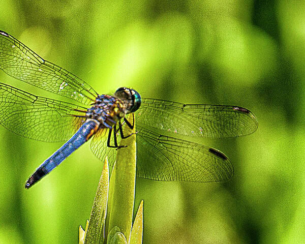 Dragonfly Poster featuring the photograph Pensive Dragon by Bill Barber