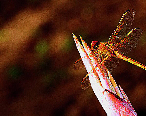 Dragonfly Poster featuring the photograph Perching Dragon by Bill Barber