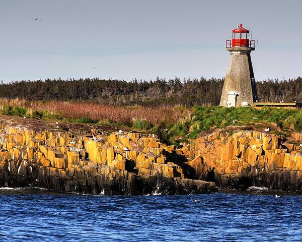 Light House Island Peters Island Gulls Rocks Sea Ocean Nova Scotia Poster featuring the photograph Peters Light House by David Matthews