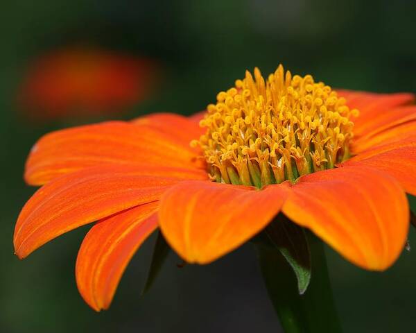 Mexican Sunflower Poster featuring the photograph Pie of Nectar by Mingming Jiang