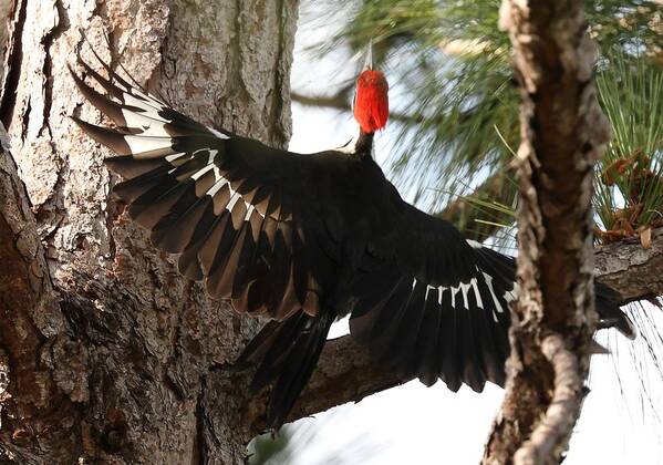 Pileated Woodpecker Poster featuring the photograph Pileated Woodpecker 2 by Mingming Jiang
