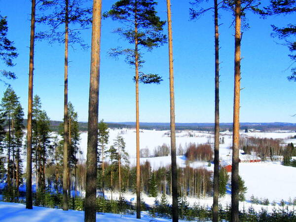  Poster featuring the photograph Pine forest view by Pauli Hyvonen