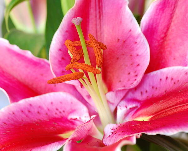 Lily Poster featuring the photograph Pink Lily 3 by Amy Fose