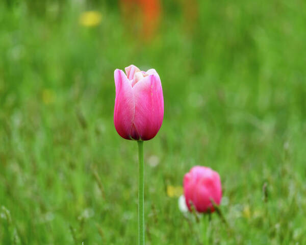 Tulip Poster featuring the photograph Pink Tulip by Andrew Lalchan