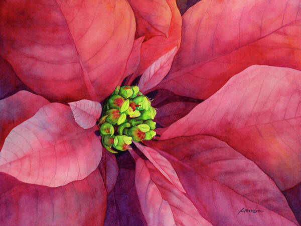 Poinsettia Poster featuring the painting Plum Poinsettia by Hailey E Herrera