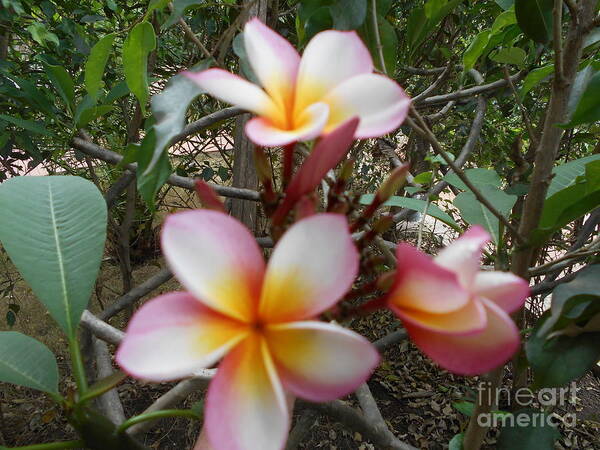 Plumeria Poster featuring the photograph Plumerias by Nancy Graham