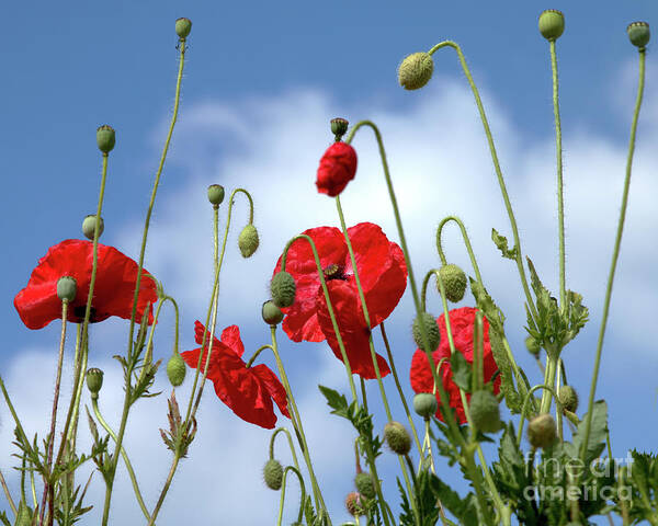 Poppies Poster featuring the photograph Poppy Art by Baggieoldboy