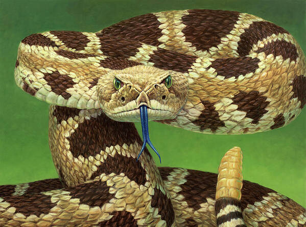 Rattlesnake Poster featuring the painting Portrait of a Rattlesnake by James W Johnson