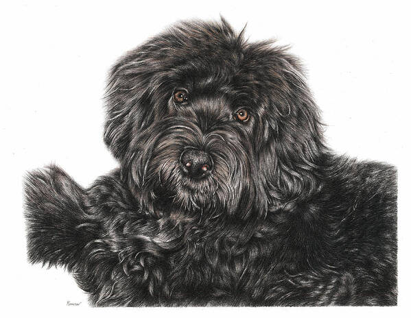 Portuguese Water Dog Poster featuring the drawing Portuguese Water Dog Toby by Casey 'Remrov' Vormer