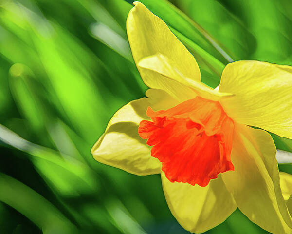 Daffodils Poster featuring the photograph Precocious Daffodil by Marcy Wielfaert